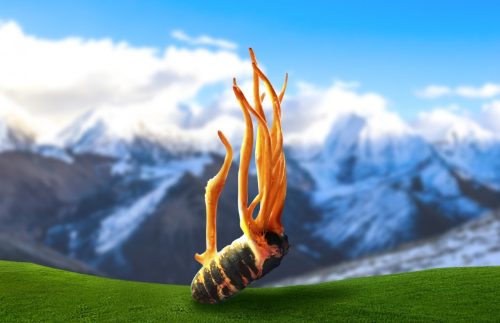 秋冬养肺正当时：蛹虫草的食养与药补智慧